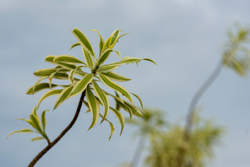 leaves on blue sky background, plant