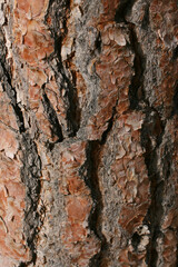 Tree bark