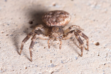 Xysticus sp. spider posed on a concrete wall waiting for preys