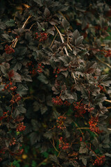 red and yellow leaves