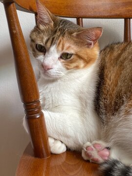 Close up of a sleepy 2 years old lady cat Ms. Macaron, beautiful Japanese tabby year 2022 July Tokyo Japan
