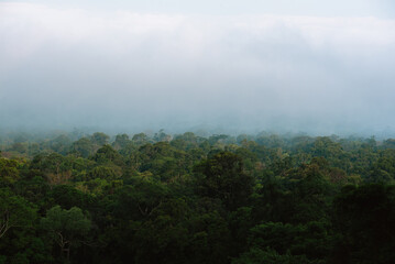 Beautiful nature scenery with misty in morning light.