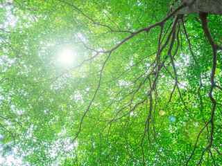 木漏れ日がさす初夏の新緑