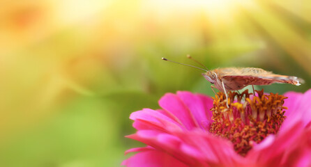 Beautiful A Monarch Butterfly feeds on a pink Zinnia flowers in garden on a summer day. Soft background. Copy space.