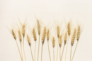 Top view ears of cereal crops with awns, durum wheat grain crop at sunlight on beige background with copy space. Flat lay with ears of wheat on table, minimal still life, harvest concept