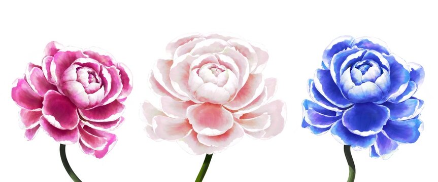 Three beautiful watercolor painted fresh peonies purple pink blue isolated on white background 