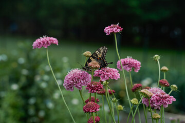 Yellow and black swallowtail butterfly feeding on the flowers of a scabiosa plant.