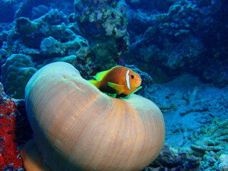Clown Fish in the yellow anemone