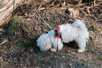 Naklejka na ściany i meble A maltese dog puppy walking an a path and sniffing on the floor