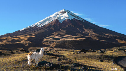 Volcán Cotopaxi junto a Llama, Ecuador.