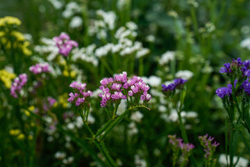 Field of colorful statice flowers growing in an outdoor garden space.