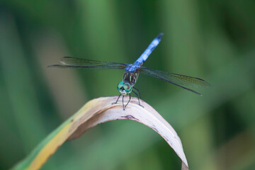 A dragon fly at rest