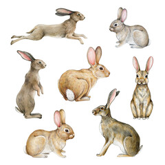 Bunny and rabbit watercolor set. Hand drawn bunnies and rabbits in different poses. Jump, sit, stand hare illustration element. Cute realistic bunny and rabbit set. White background - obrazy, fototapety, plakaty