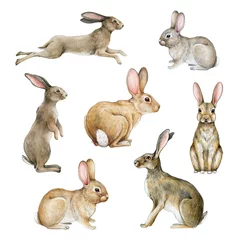 Foto op Aluminium Bunny and rabbit watercolor set. Hand drawn bunnies and rabbits in different poses. Jump, sit, stand hare illustration element. Cute realistic bunny and rabbit set. White background © anitapol