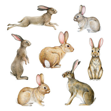 Bunny and rabbit watercolor set. Hand drawn bunnies and rabbits in different poses. Jump, sit, stand hare illustration element. Cute realistic bunny and rabbit set. White background
