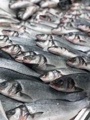 Many fresh sea bass on ice at showcase display fish market 