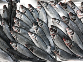 Obraz premium Many fresh sea bass on ice at showcase display fish market 
