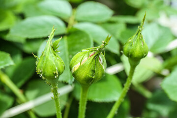 Unopened rose buds in garden, closeup