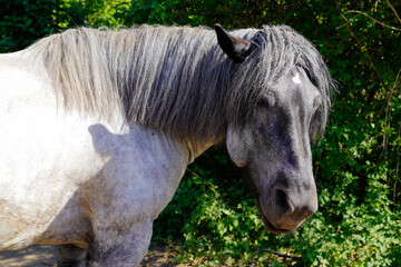 side portrait of beautiful mare horse grey outdoor