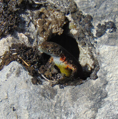 Side view of a lizard (Algyroides nigropunctatus) with closed eyes, with a yellow and red belly. 