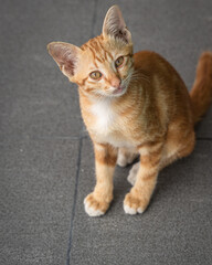 Little Cute Cat orange ginger yellow kitten cat sits on the grey ceramic floor and look at people with curiosity based on the kitten's curiosity habit.