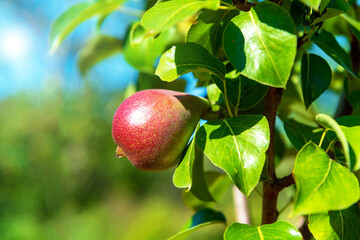 A tasty ripe red pear hangs on a tree branch in the garden. Selective focus on pear.