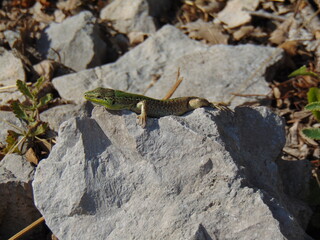 Side view of a lizard (Podarcis melisellensis) on a rock, taking sunlight.