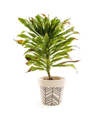 Fototapeta premium Wilted houseplant on white background
