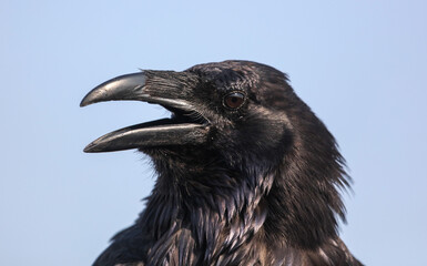 Portrait of a black crow against a sky