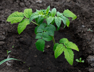 Young tomato seedling in the ground.