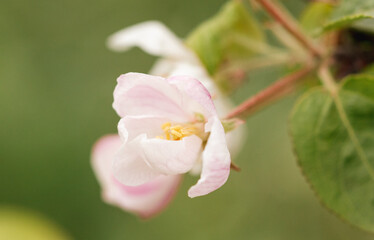 Flowers on an apple tree in spring.