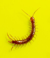 Centipede isolated on yellow background.