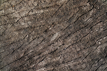 old wood texture, the stump is cracked