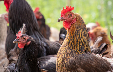 Portrait of a chicken in nature.