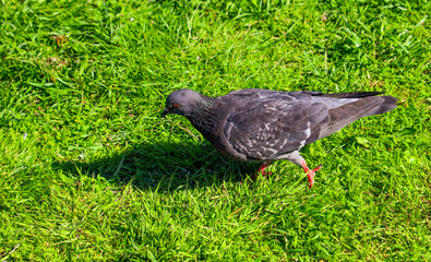 Dove on the lawn in the park.