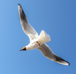 Portrait of a seagull in flight against the sky.