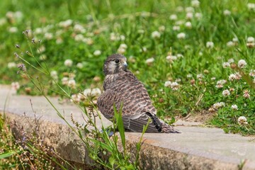 羽を広げてのんびりくつろぐ巣立ち直後のチョウゲンボウ幼鳥