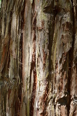 Tronc d'arbre en gros plan. Texture de bois 