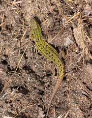 Green lizard on the ground in spring.