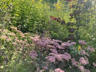 Flowerbed with Sedum telephium Matrona, Parottia leaves and Coreopsis tripteris in the background - obrazy, fototapety, plakaty