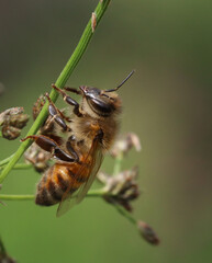 bee on a flower, Apis mellifera iberiensis honey bee resting on a blade of grass, macro photo