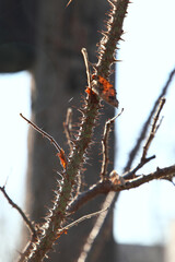 Rose branch with sharp thorns