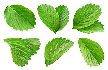 Strawberry leaf. Strawberry leaf isolated on white background. Strawberry leaf with clipping path