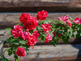 A wonderful red flower in a garden. Some red dahlia. Red autumn flowers.