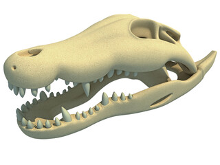 Crocodile Skull animal anatomy 3D rendering