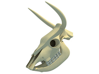 Cow Skull animal anatomy 3D rendering