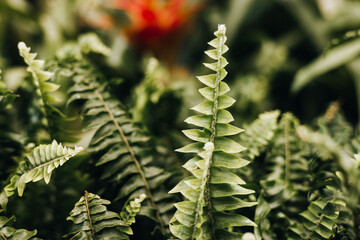 close up of fern leaf