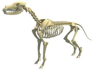 Dog Skeleton animal anatomy 3D rendering