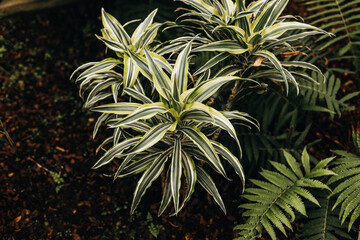 plants in the garden