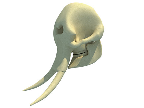 Elephant Skull animal anatomy 3D rendering